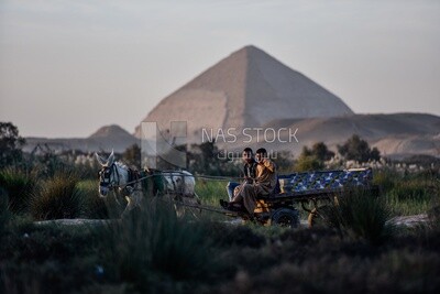 Donkey cart