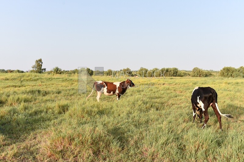 Cow in farm