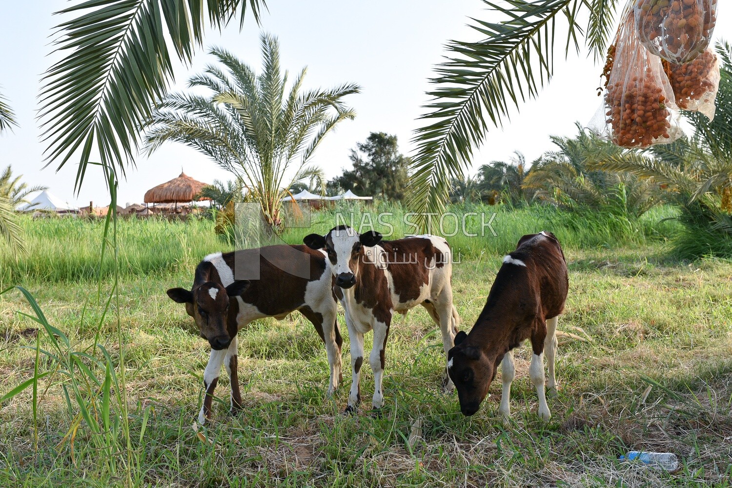 Three calves