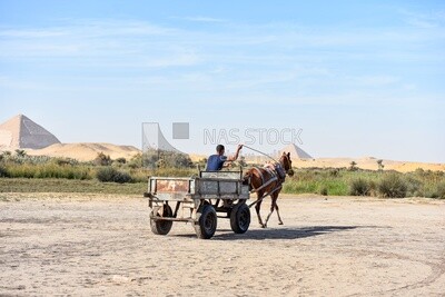 Horse-drawn chariot