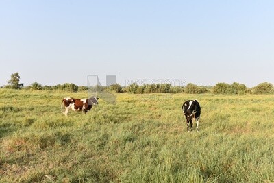 Cow in farm