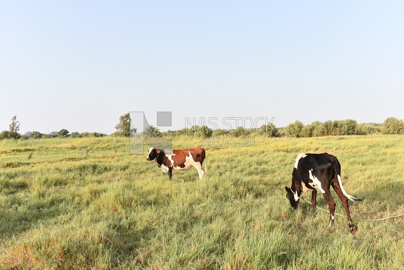 Cow in farm