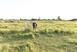 Black cow in farm