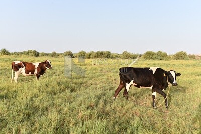 Two cows