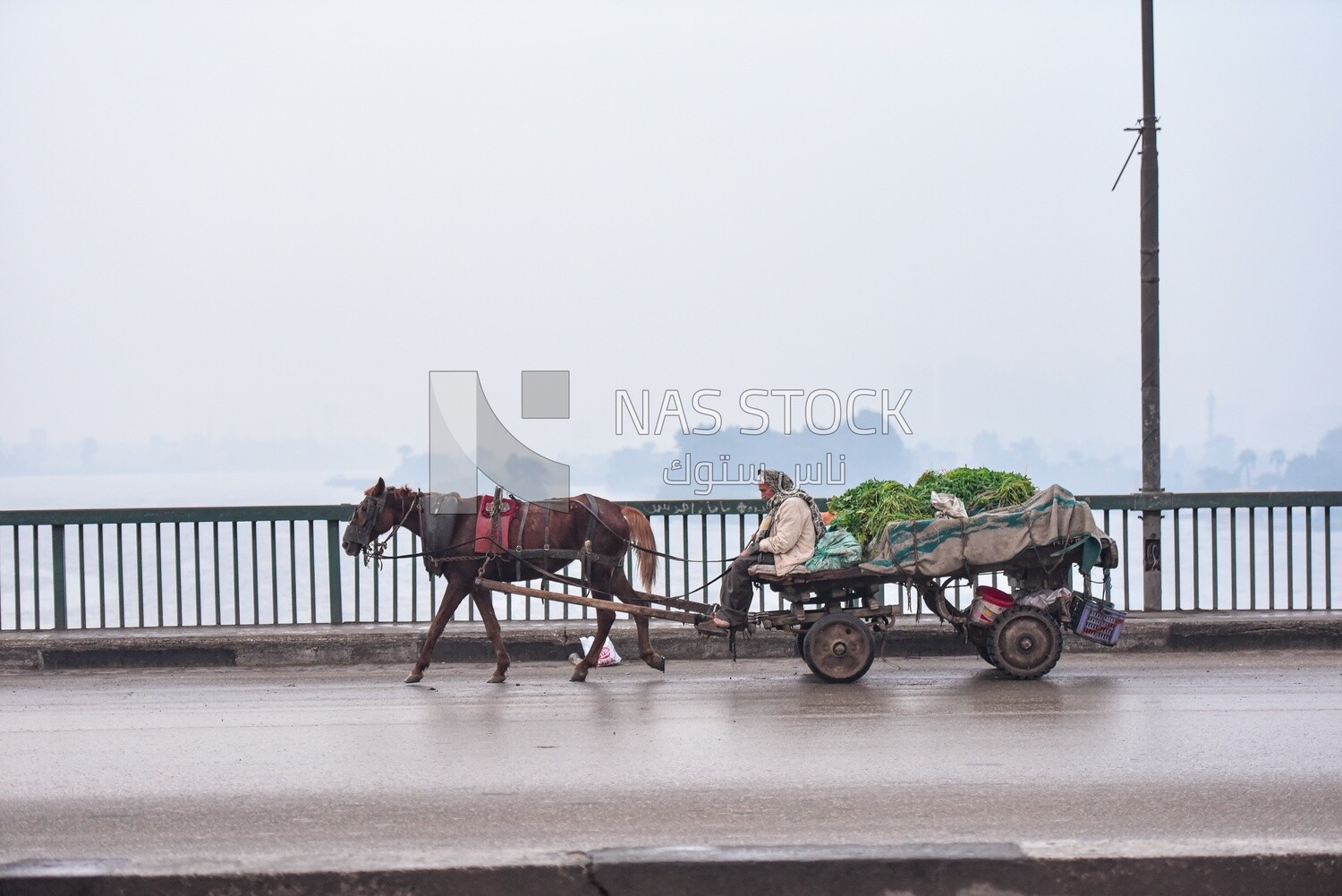 Egyptian rural man riding a horse-drawn cart
