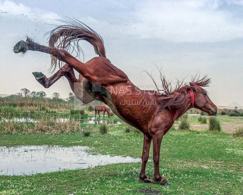 Beautiful Arabian horse