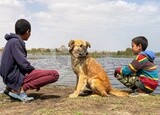 Children walking with their dog