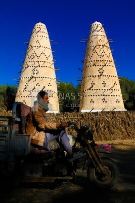 Egyptian man rides a tricycle in the countryside, field, countryside