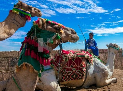 ثلاثة جمال جالسة على الأرض بجانب صبي صغير ، معالم ، صحراء