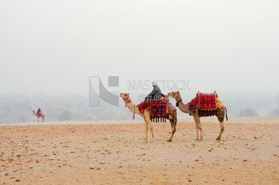 Man riding a camel, desert, work, landmarks