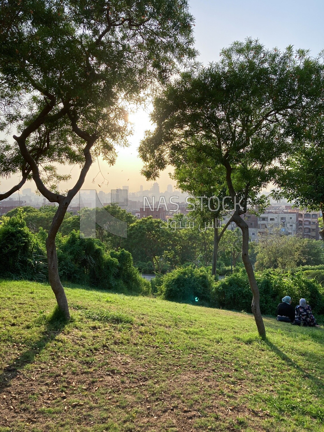 A stunning view of the sun&#39;s rays penetrating from tree branches