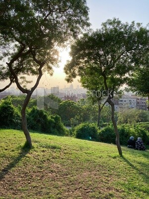 A stunning view of the sun&#39;s rays penetrating from tree branches