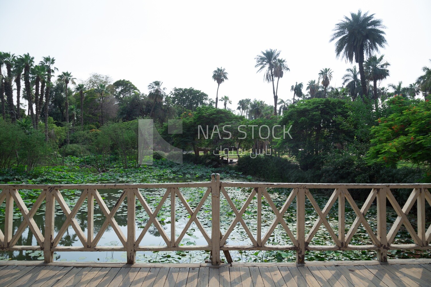 A wooden bridge in Orman Park overlooking the lake, trees and green scenery