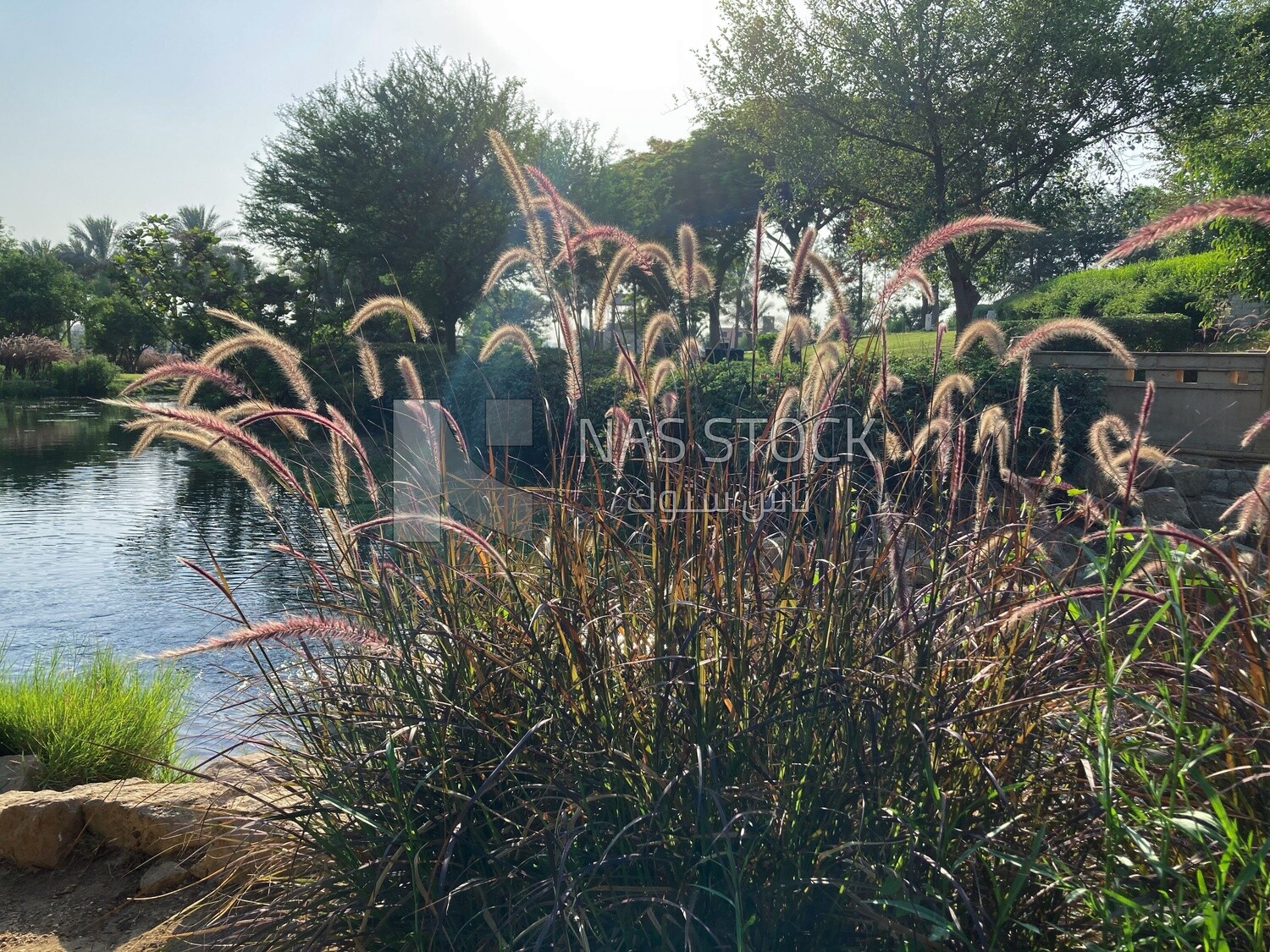 Landscape of the purple fountain grass in Al-Azhar Park