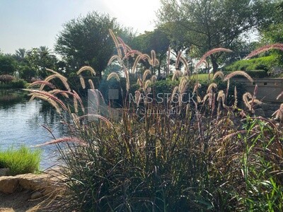 Landscape of the purple fountain grass in Al-Azhar Park