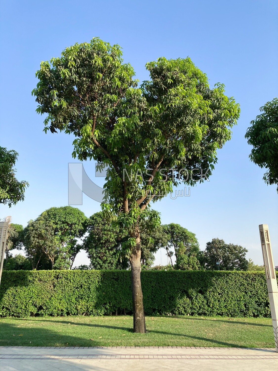 Large tree with dense leaves and branches in Al-Azhar Park