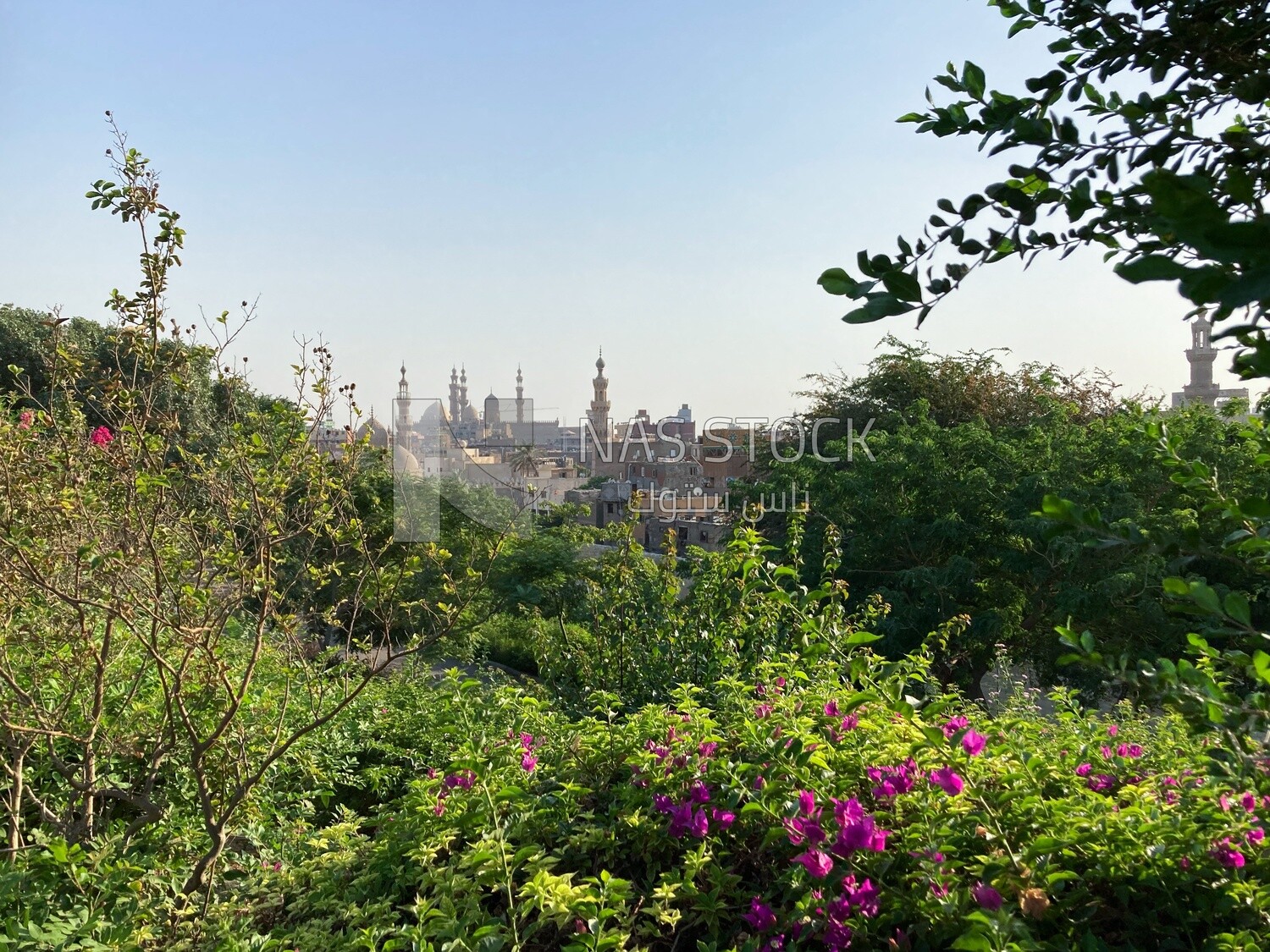 Beautiful natural scene for a group of dense trees and plants in Al-Azhar Park