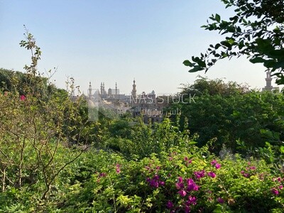 Beautiful natural scene for a group of dense trees and plants in Al-Azhar Park