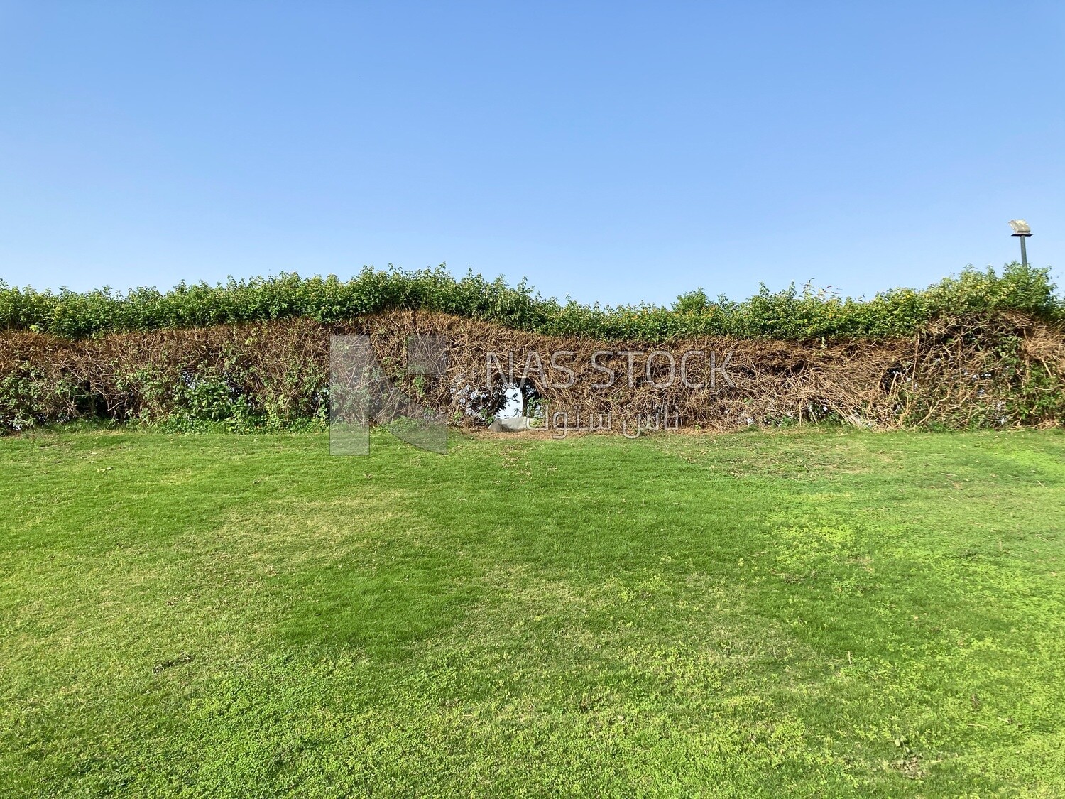 The scene of intertwined tree branches forming a tree wall in Al-Azhar Park