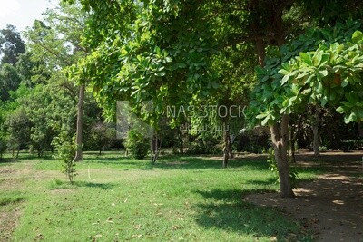 Landscape of trees and grass in Orman Park, Cairo, Egypt