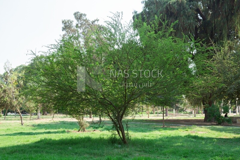 A tree full of large leaves in Orman Garden, Cairo, Egypt