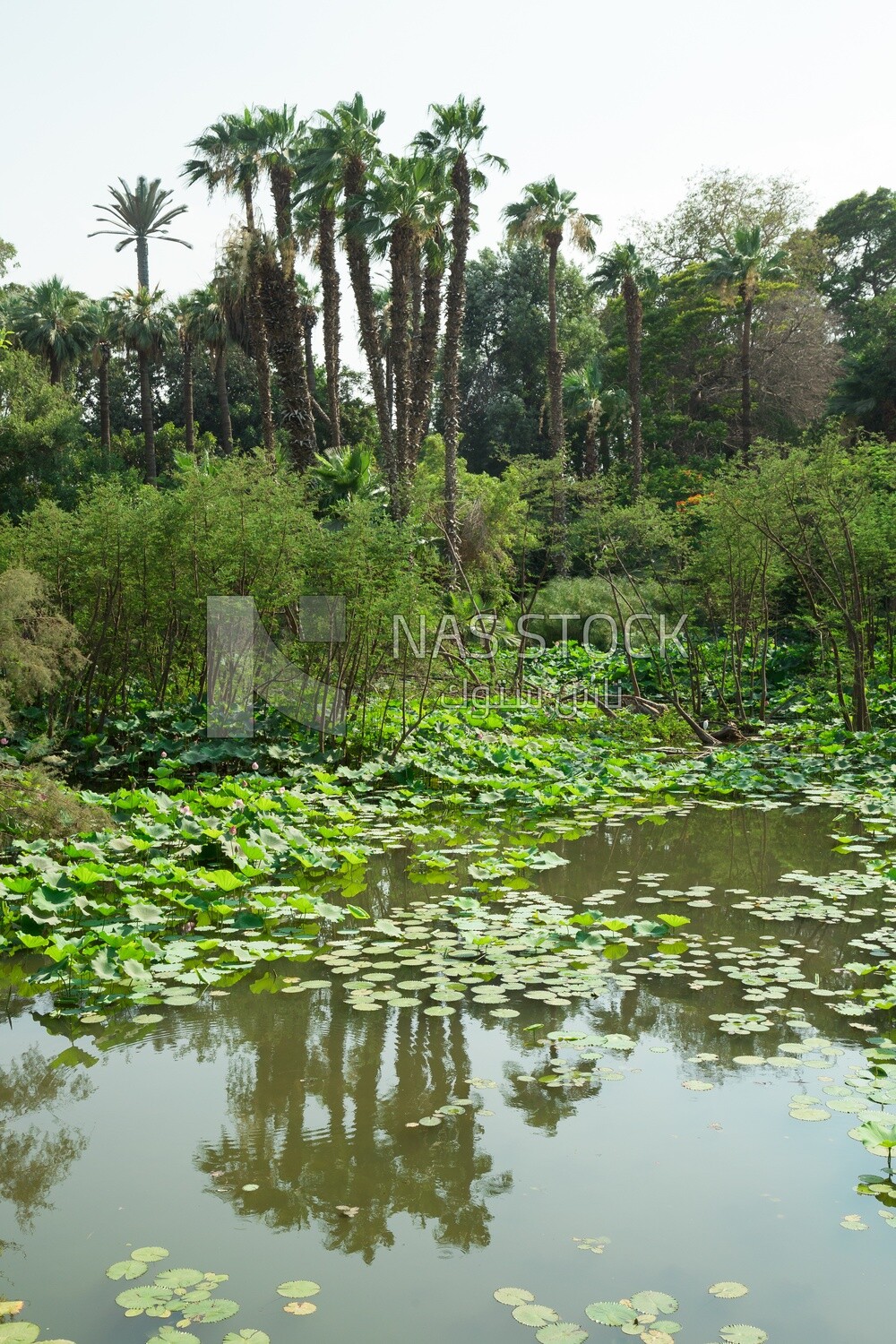 Landscape of a lake with lotus flowers surrounded by trees and palm trees