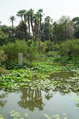 Landscape of a lake with lotus flowers surrounded by trees and palm trees