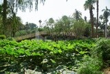 A pedestrian bridge surrounded by trees and plants in a picturesque view of Orman Garden