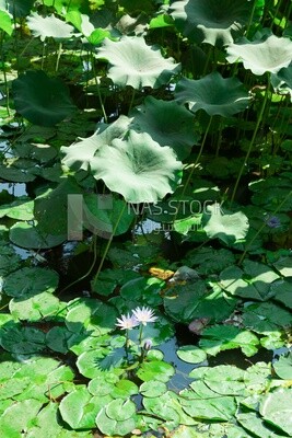 Green lotus flowers in Orman Garden, Cairo, Egypt