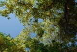 Landscape of tree branches and dense yellow roses in Orman park