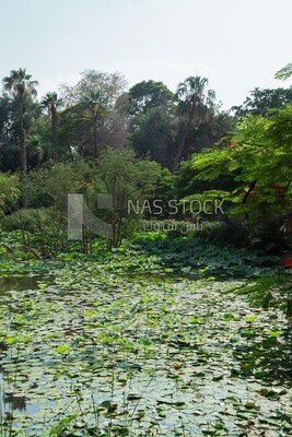 Landscape of a lake with lotus flowers surrounded by trees and palm trees