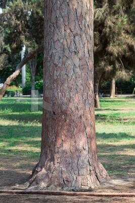 A thick tree trunk planted in Orman Park