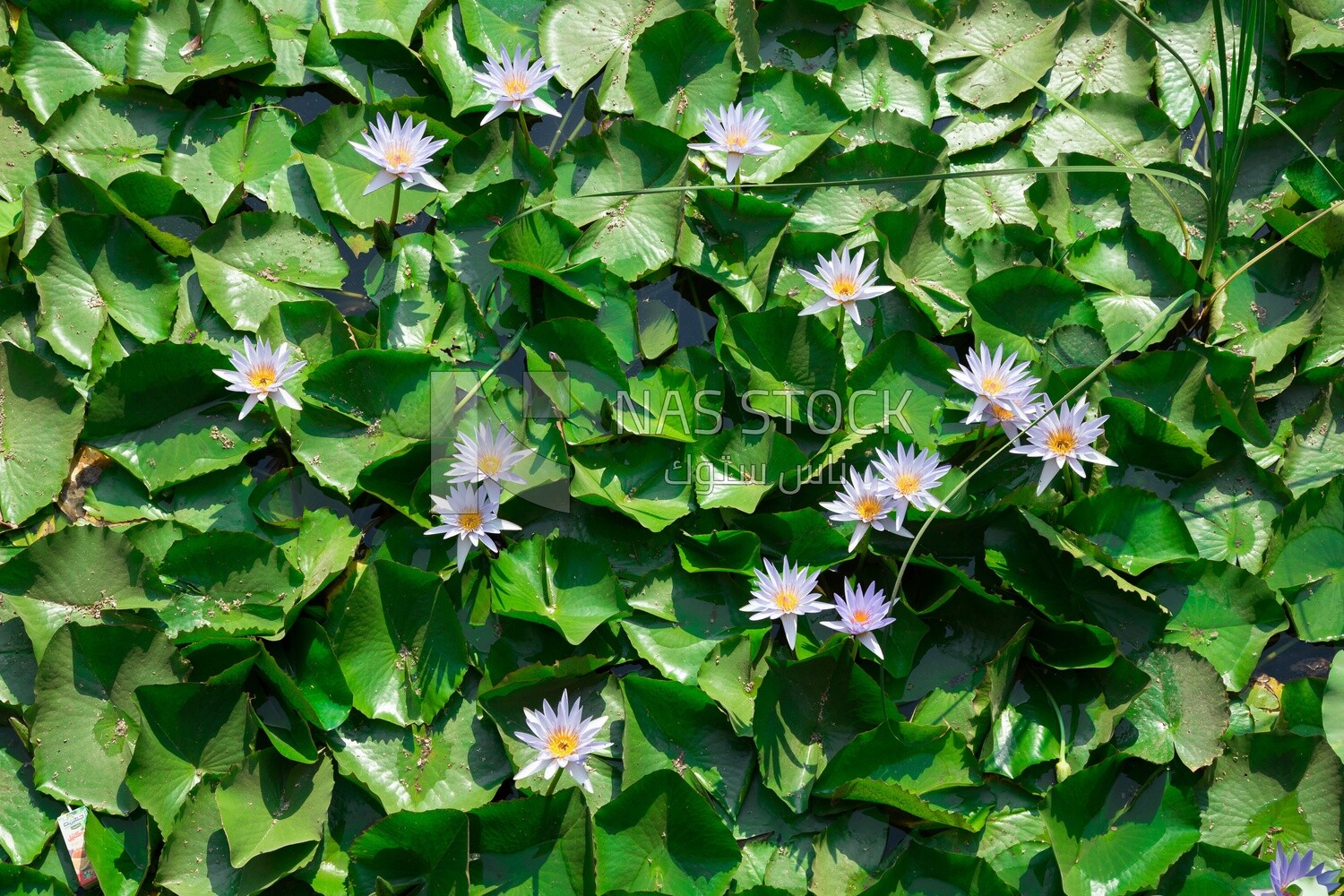 Egyptian water lily flowers in Orman Botanical Garden