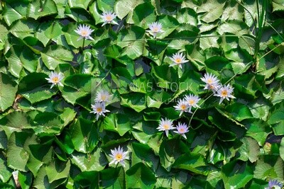 Egyptian water lily flowers in Orman Botanical Garden