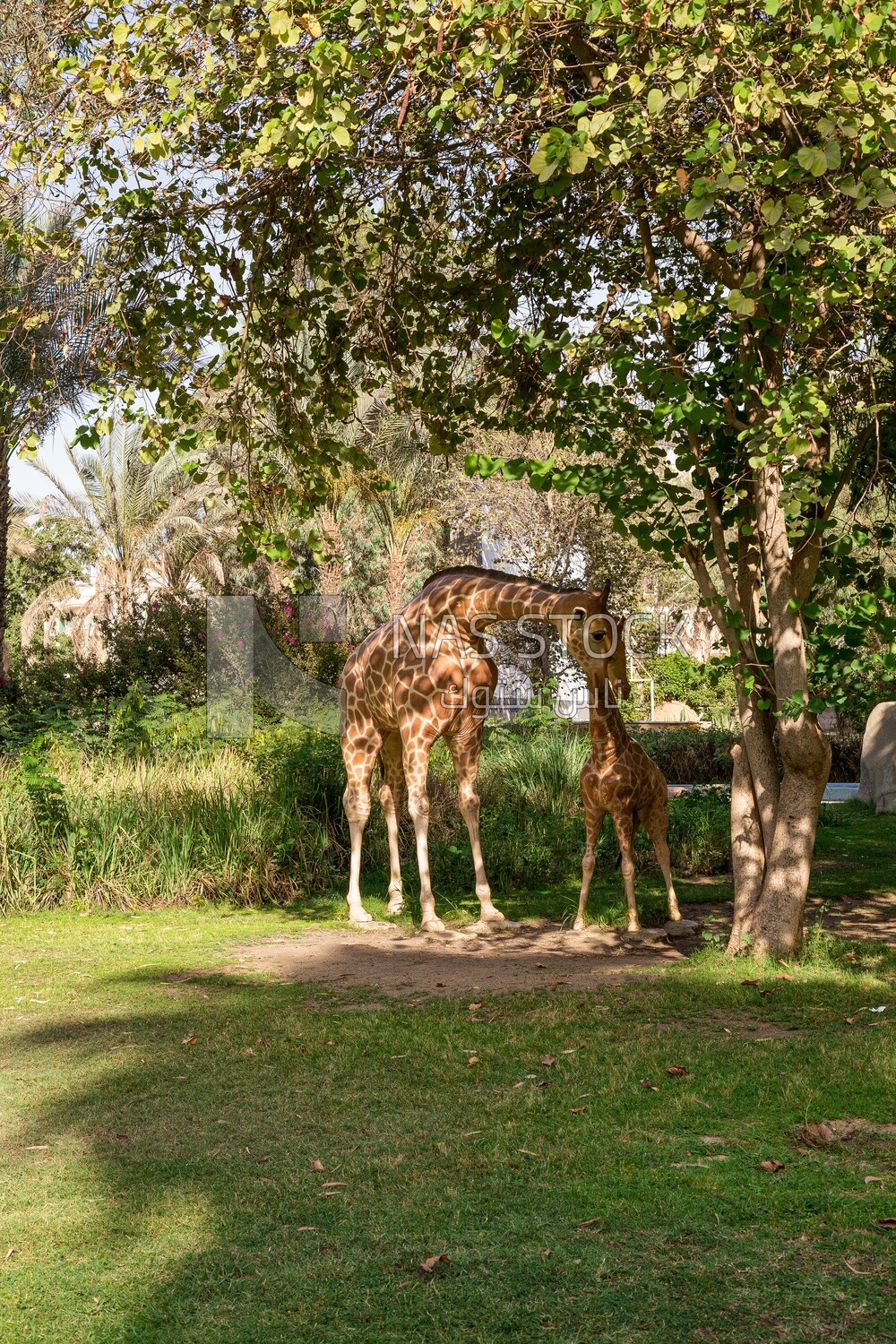 Two giraffes standing in a large garden