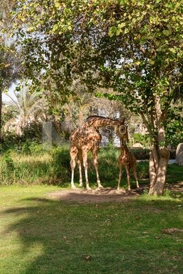 Two giraffes standing in a large garden