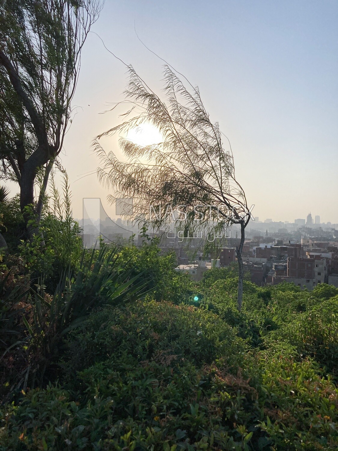 A stunning view of the sunset and the sun&#39;s rays emerging from the tree branches