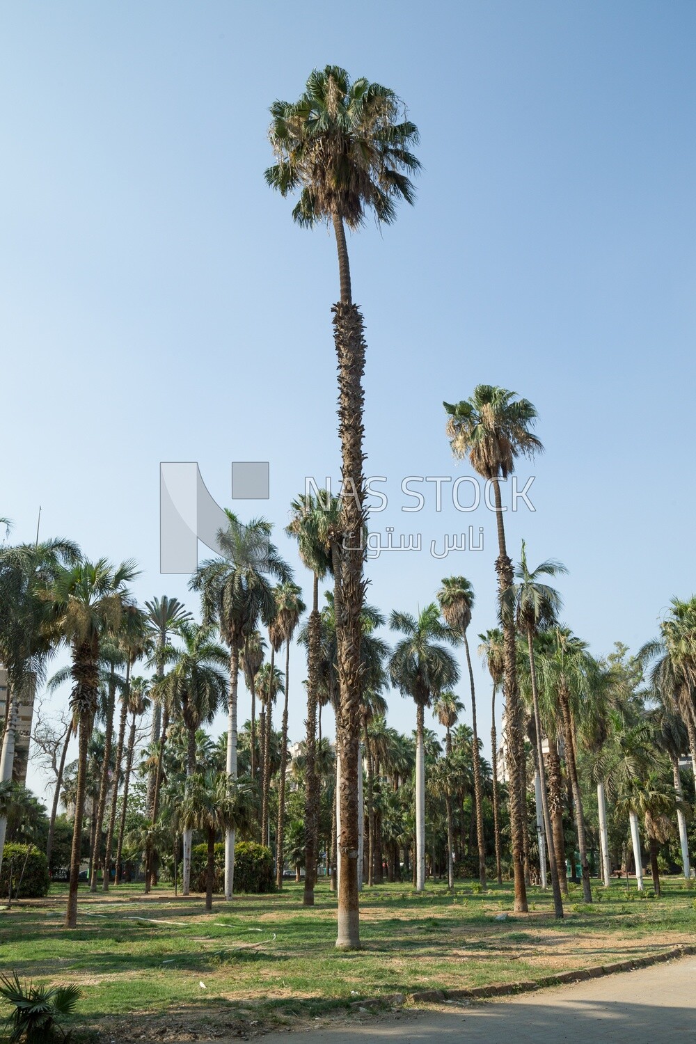Palm trees in Orman park, Cairo, Egypt