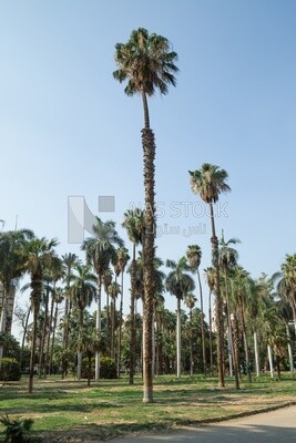 Palm trees in Orman park, Cairo, Egypt