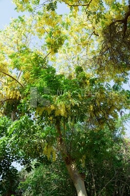 A tree full of beautiful golden cassia flowers