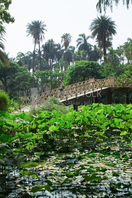 A pedestrian bridge surrounded by trees and plants in a picturesque view of Orman Garden