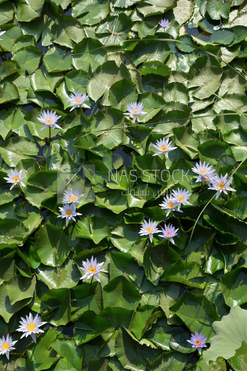 Egyptian water lily flowers in Orman Botanical Garden