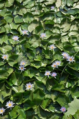 Egyptian water lily flowers in Orman Botanical Garden