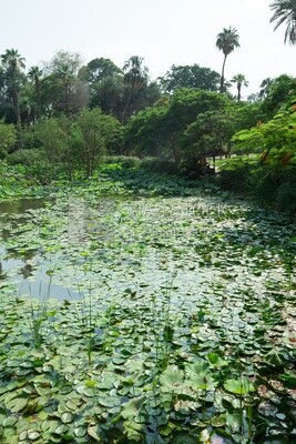 Green lotus flowers in a lake in Orman Garden, Cairo, Egypt