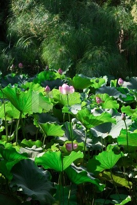 lotus flowers blooming in a pond in the Orman Garden