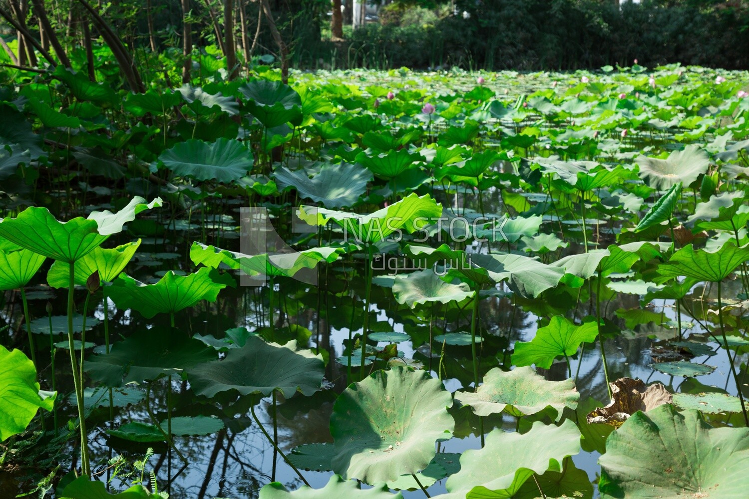 Landscape of lotus flowers growing in a lake in Orman Garden