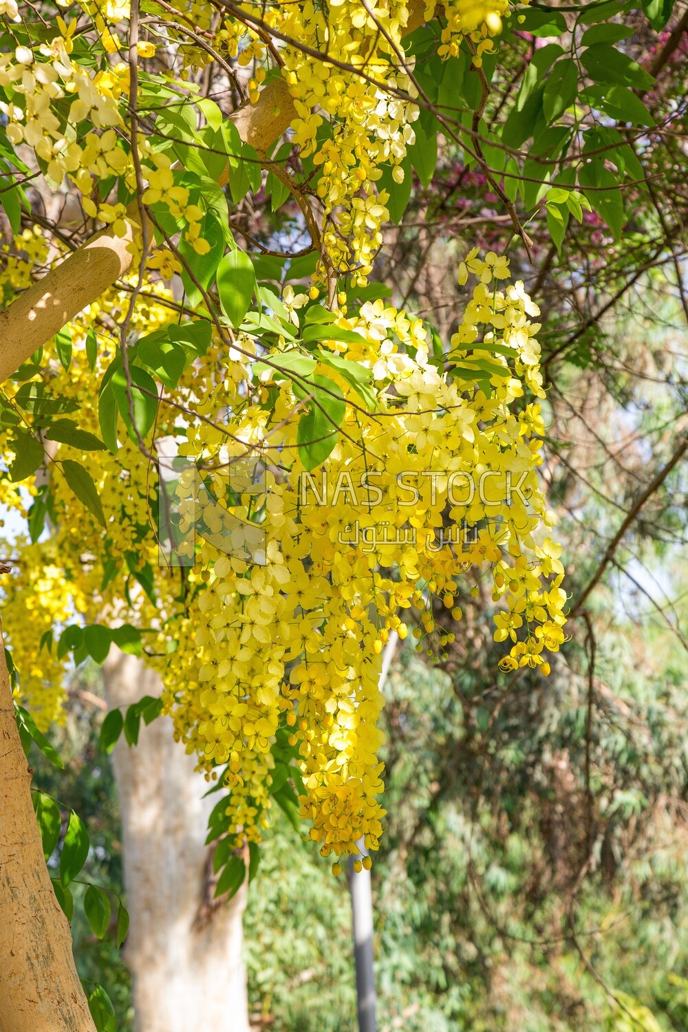 Golden shower flower or Cassia fistula