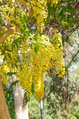 Golden shower flower or Cassia fistula