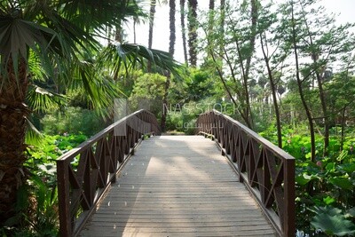 Wooden bridge passing through trees and plants in Orman Garden