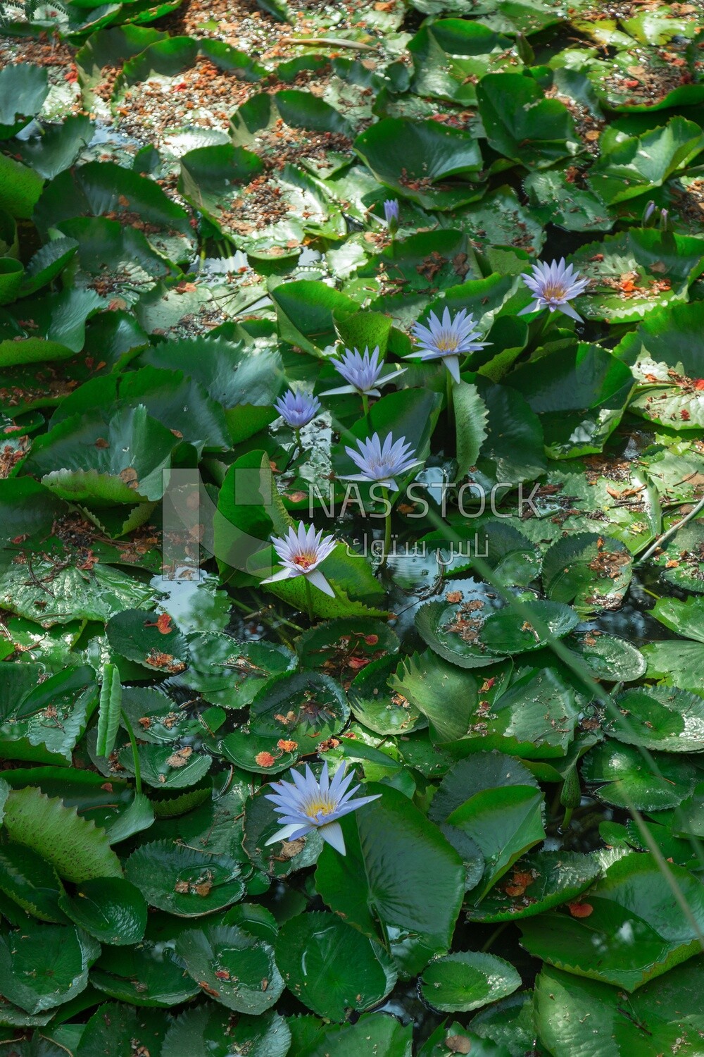 Egyptian water lily flowers in Orman Botanical Garden